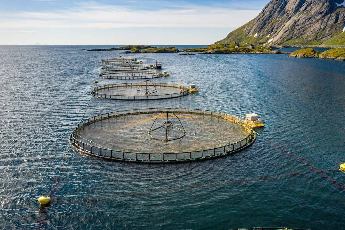 Laksemerder. Foto: Shutterstock