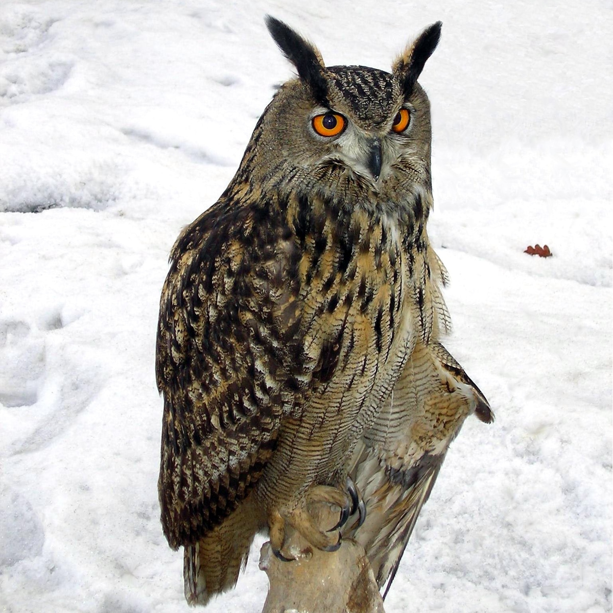 Hubro (Bubo bubo)