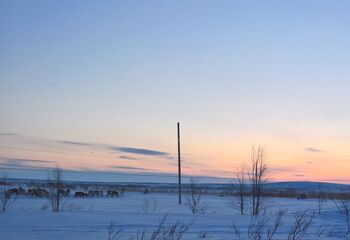 Reinsdyr ved Kautokeino